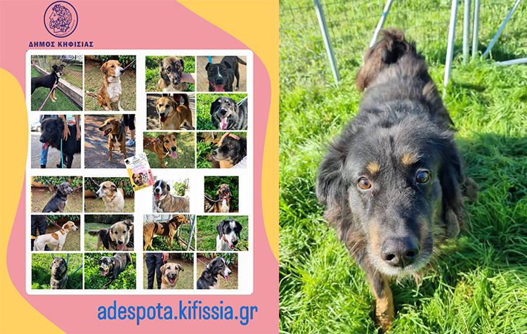 «”Αγκαλιάστε” ένα από τα αδέσποτα ζώα του Δήμου Κηφισιάς»
